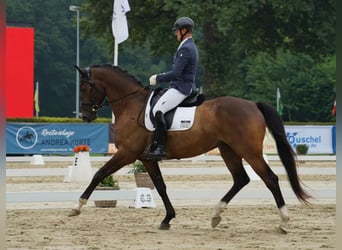 Trakehner, Castrone, 6 Anni, 176 cm, Baio