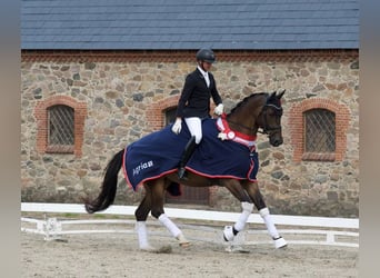 Trakehner, Castrone, 6 Anni, 176 cm, Baio