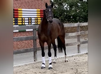 Trakehner, Castrone, 6 Anni, 178 cm, Baio