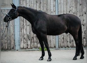 Trakehner, Castrone, 7 Anni, 160 cm, Morello