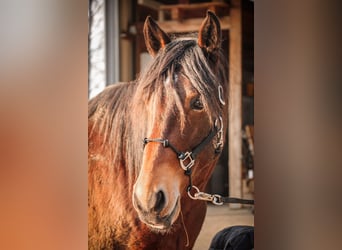 Trakehner Mix, Castrone, 7 Anni, 161 cm, Baio