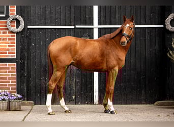 Trakehner, Castrone, 7 Anni, 164 cm, Sauro