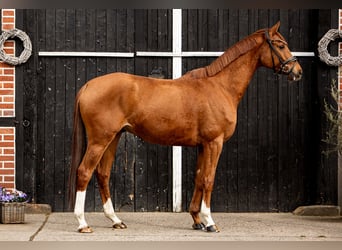 Trakehner, Castrone, 7 Anni, 164 cm, Sauro