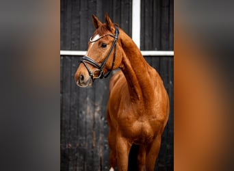 Trakehner, Castrone, 7 Anni, 164 cm, Sauro