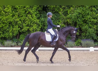 Trakehner, Castrone, 7 Anni, 165 cm, Morello
