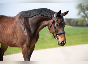 Trakehner, Castrone, 7 Anni, 168 cm, Baio