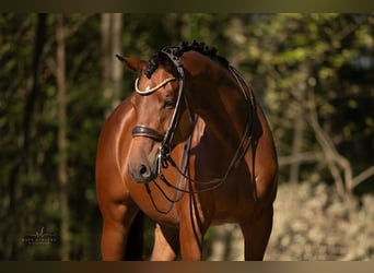 Trakehner, Castrone, 7 Anni, 168 cm, Baio
