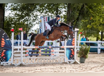 Trakehner, Castrone, 7 Anni, 168 cm, Baio