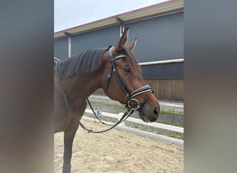 Trakehner, Castrone, 7 Anni, 168 cm, Baio scuro