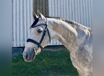 Trakehner, Castrone, 7 Anni, 168 cm, Grigio