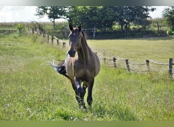 Trakehner, Castrone, 7 Anni, 172 cm, Baio