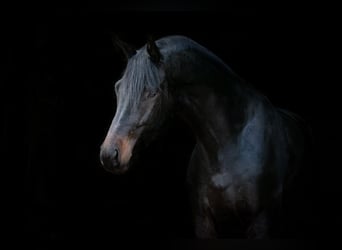 Trakehner, Castrone, 7 Anni, 174 cm, Baio nero