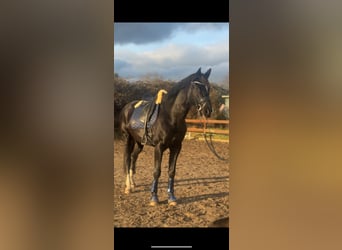 Trakehner, Castrone, 7 Anni, 174 cm, Morello