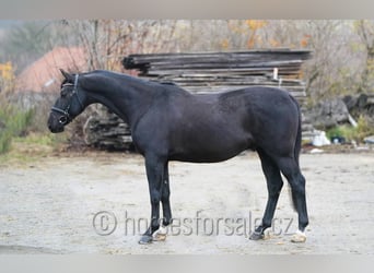 Trakehner, Castrone, 8 Anni, 163 cm, Morello