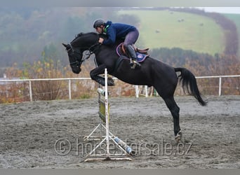 Trakehner, Castrone, 8 Anni, 163 cm, Morello