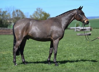 Trakehner, Castrone, 9 Anni, 164 cm, Baio