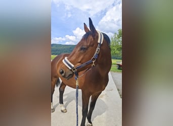 Trakehner, Castrone, 9 Anni, 164 cm, Baio