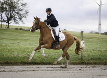 Trakehner, Castrone, 9 Anni, 165 cm, Sauro