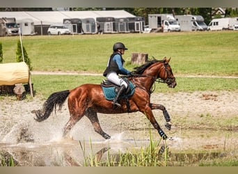 Trakehner, Castrone, 9 Anni, 167 cm, Baio