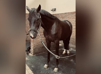 Trakehner, Castrone, 9 Anni, 167 cm, Baio scuro