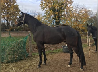 Trakehner, Castrone, 9 Anni, 168 cm, Baio scuro