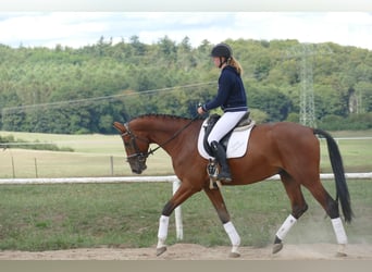 Trakehner, Castrone, 9 Anni, 169 cm, Baio