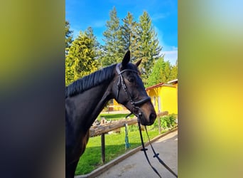 Trakehner, Castrone, 9 Anni, 172 cm, Baio nero