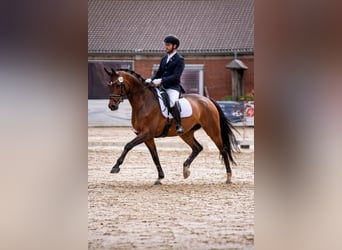 Trakehner, Castrone, 9 Anni, 175 cm, Baio scuro