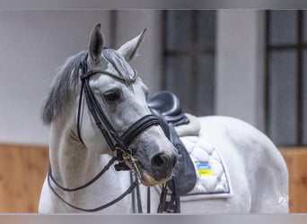 Trakehner, Étalon, 11 Ans, 169 cm