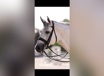 Trakehner, Étalon, 11 Ans, 169 cm