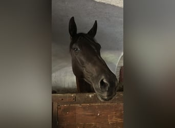 Trakehner, Étalon, 11 Ans, 169 cm, Bai brun