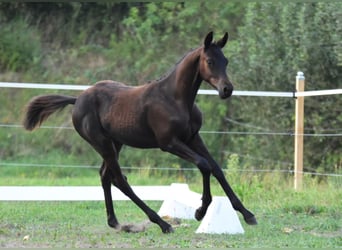 Trakehner, Étalon, 1 Année, 140 cm, Bai brun foncé