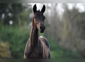 Trakehner, Étalon, 1 Année, 140 cm, Bai brun foncé