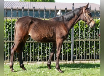 Trakehner, Étalon, 1 Année, 141 cm