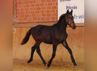 Trakehner, Étalon, 1 Année, 141 cm