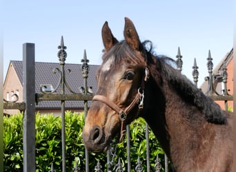 Trakehner, Étalon, 1 Année, 141 cm