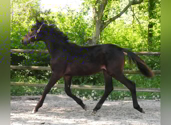 Trakehner, Étalon, 1 Année, 141 cm