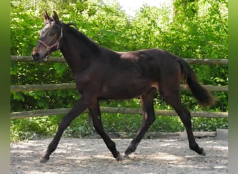 Trakehner, Étalon, 1 Année, 141 cm