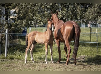 Trakehner, Étalon, 1 Année, 145 cm, Bai