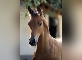 Trakehner, Étalon, 1 Année, 145 cm, Bai