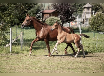 Trakehner, Étalon, 1 Année, 145 cm, Bai