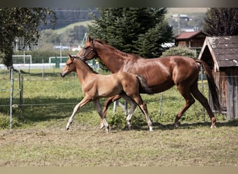 Trakehner, Étalon, 1 Année, 145 cm, Bai