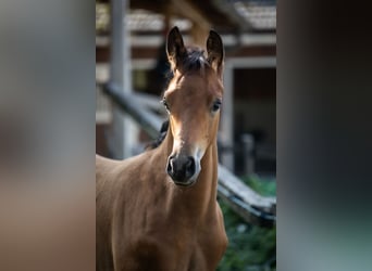 Trakehner, Étalon, 1 Année, 145 cm, Bai