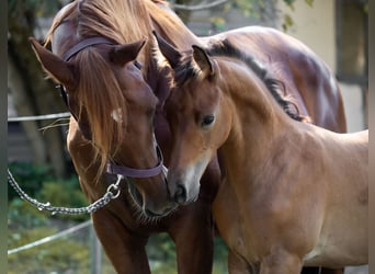 Trakehner, Étalon, 1 Année, 145 cm, Bai