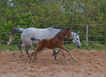 Trakehner, Étalon, 1 Année, 150 cm, Bai