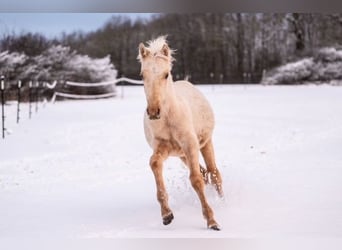 Trakehner, Étalon, 1 Année, 155 cm, Palomino