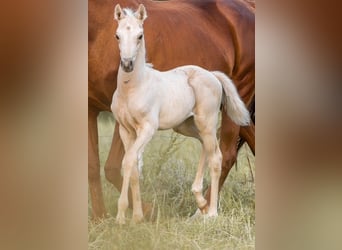 Trakehner, Étalon, 1 Année, 155 cm, Palomino