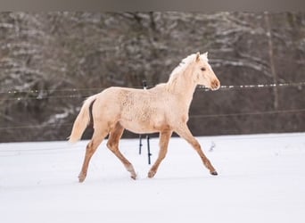 Trakehner, Étalon, 1 Année, 155 cm, Palomino