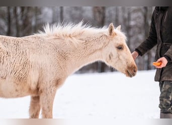 Trakehner, Étalon, 1 Année, 155 cm, Palomino