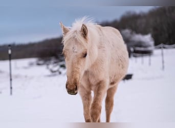 Trakehner, Étalon, 1 Année, 155 cm, Palomino